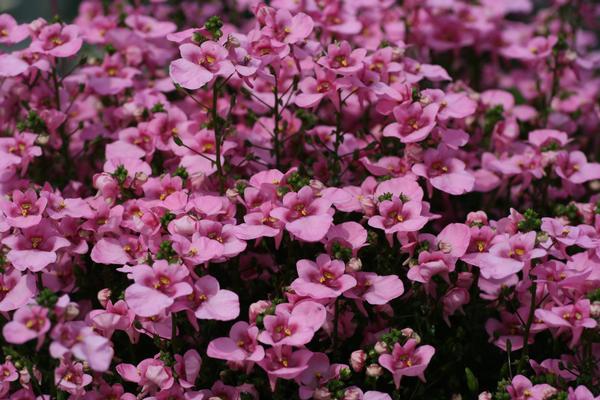 Diascia barberae 'Piccadilly Pink'