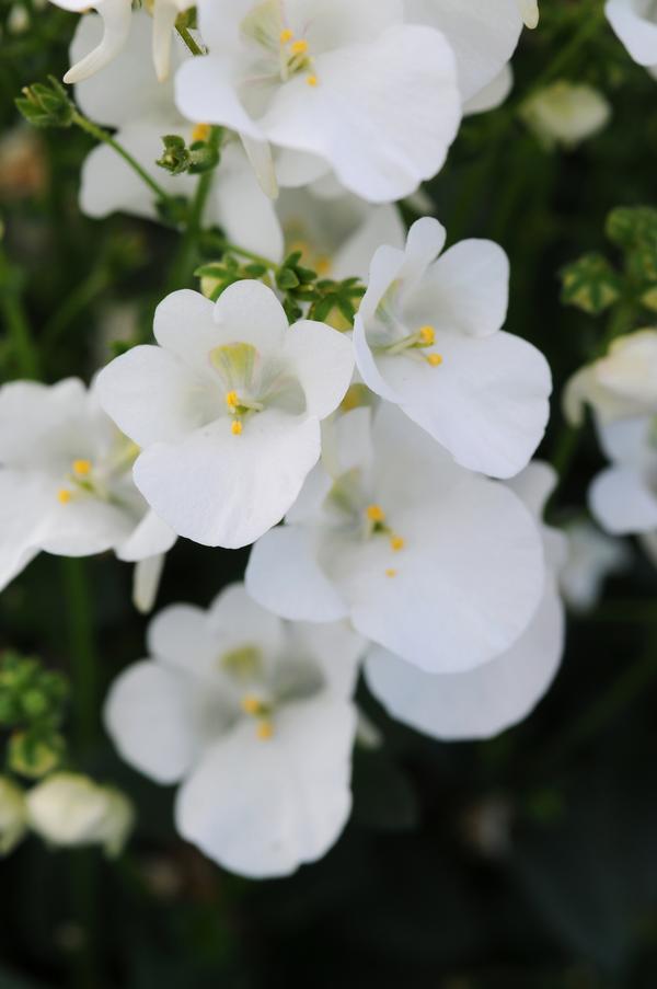 Diascia barberae 'Piccadilly White'