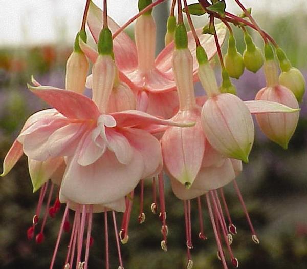 Fuchsia hybrid 'Southgate'