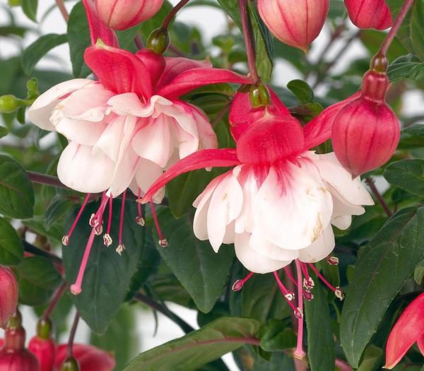 Fuchsia hybrid 'Swingtime'