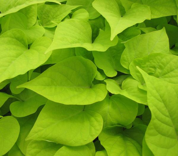 Ipomoea batatas 'Bright Ideas Cordate Lime'