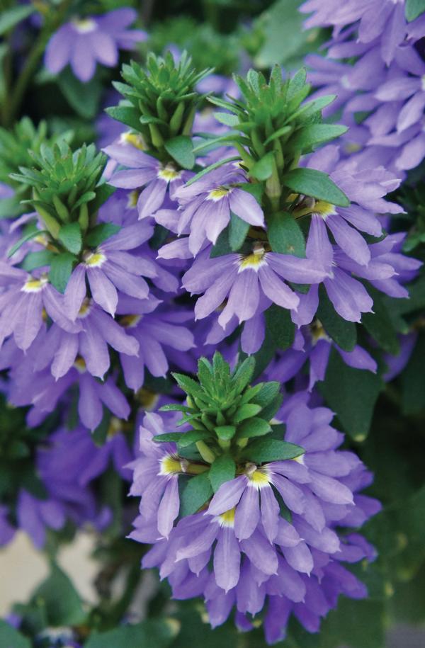 Scaevola aemula 'Fairy Blue'