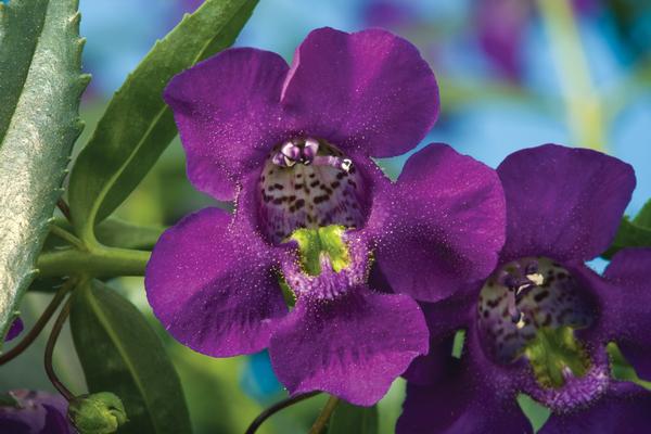 Angelonia angustifolia 'Carita Cascade Deep Purple'