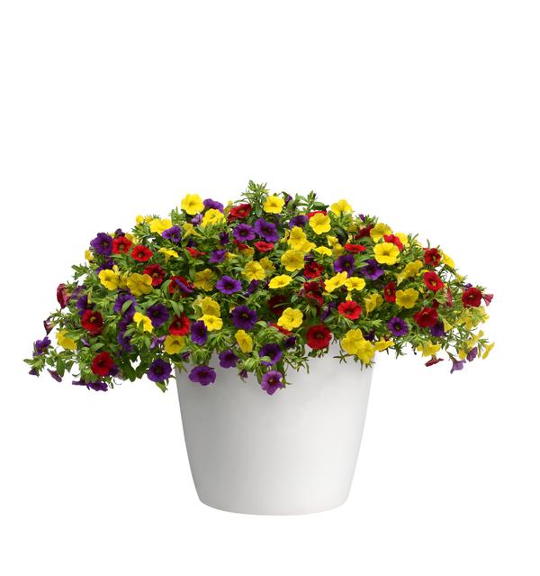 Trixi® 'Bolero'