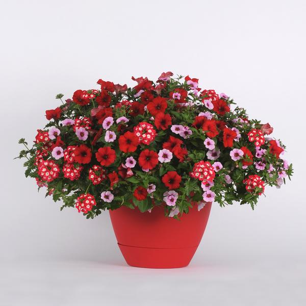 Trixi® 'Geisha Girl'