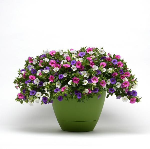 Trixi® 'Party Favor'