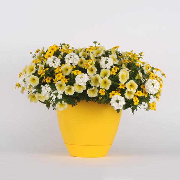Trixi® 'Pop the Bubbly'