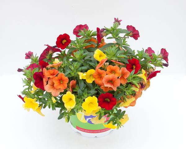 Trixi® 'Sunset'