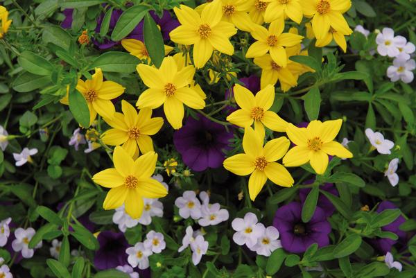Trixi® 'Twinkle Star'