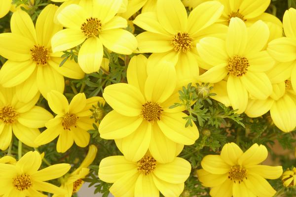 Bidens ferulifolia 'Mexican Gold'