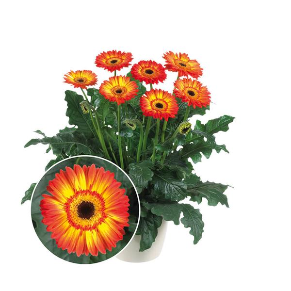 Gerbera jamesonii 'Patio Volcanoes'