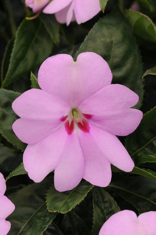 Impatiens interspecific 'Big Bounce Lilac'