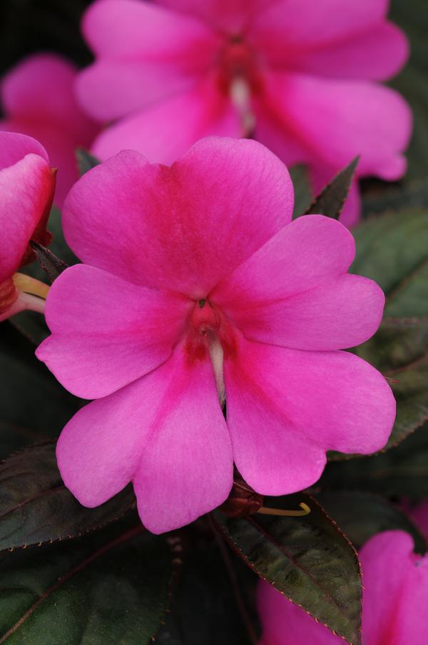 Impatiens interspecific 'Big Bounce Lavender'