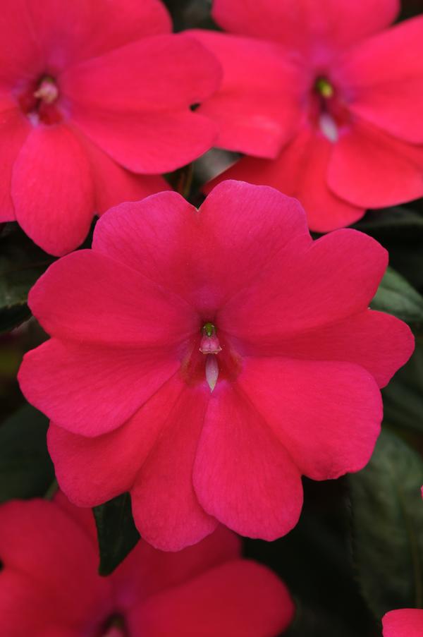 Impatiens interspecific 'Big Bounce Cherry'