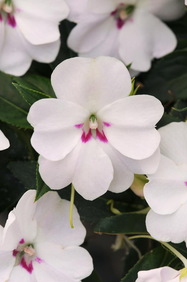 Impatiens interspecific 'Bounce White'