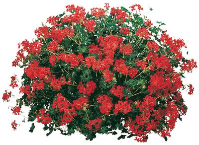 Geranium Ivy pelargonium peltatum 'Cascade Bright'