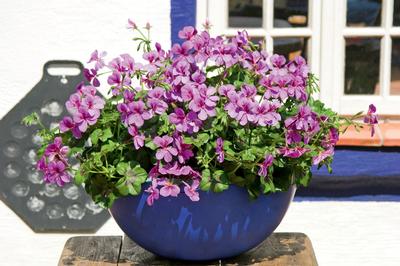 Geranium Ivy pelargonium peltatum 'Blizzard Blue'