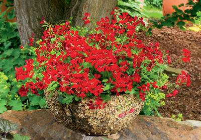 Geranium Ivy pelargonium peltatum 'Blizzard Dark Red'
