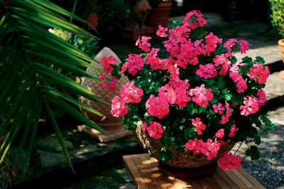 Geranium Ivy pelargonium peltatum 'Blizzard Pink'