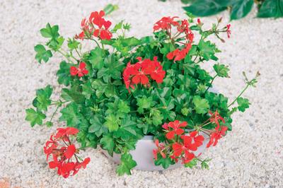 Geranium Ivy pelargonium peltatum 'Blizzard Red'