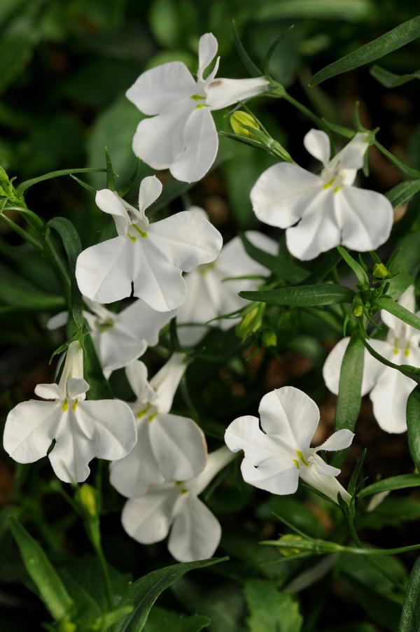 Lobelia erinus 'Magadi Basket White'
