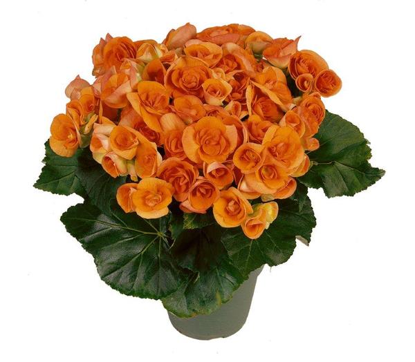 Begonia hiemalis 'Batik'
