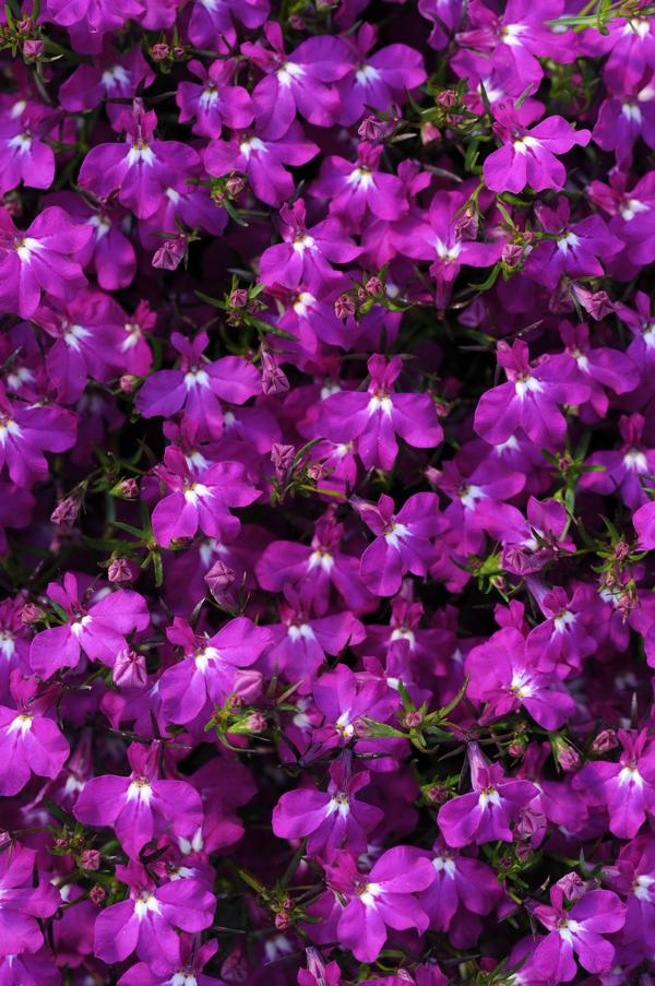 Lobelia erinus 'Magadi Electric Purple'