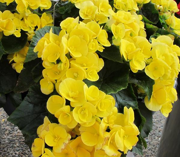 Begonia hiemalis 'Blitz'