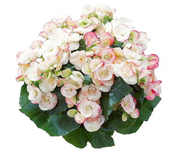 Begonia hiemalis 'Camilla'