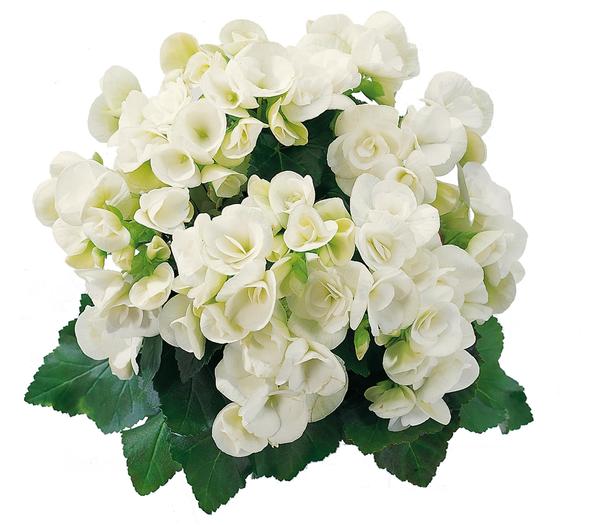Begonia hiemalis 'Clara'