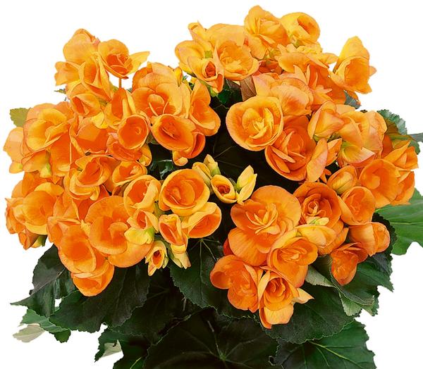 Begonia hiemalis 'Dark Britt'