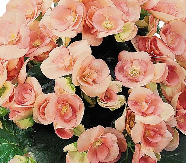 Begonia hiemalis 'Nelly'