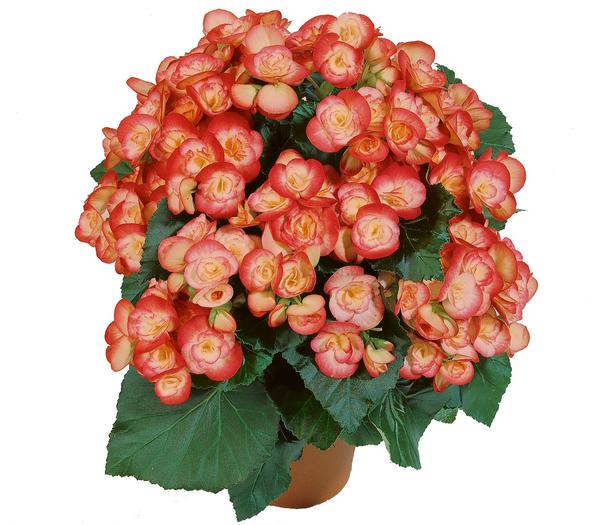 Begonia hiemalis 'Peggy'
