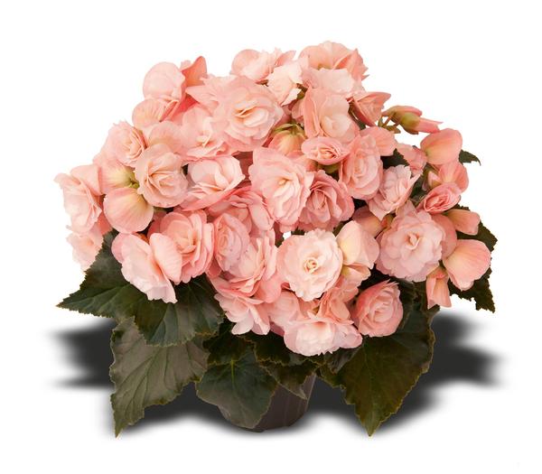 Begonia hiemalis 'Dragone Champagne'