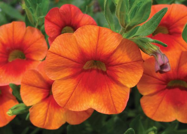 Calibrachoa hybrida 'Callie Orange'