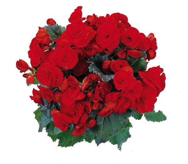 Begonia hiemalis 'Barkos'
