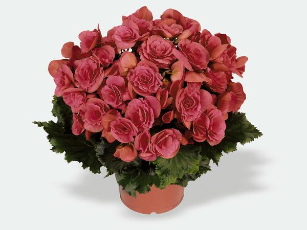 Begonia hiemalis 'Berseba'