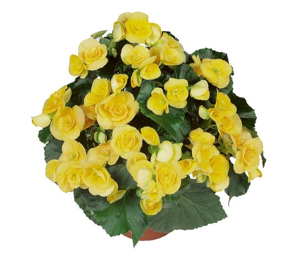 Begonia hiemalis 'Nadine'