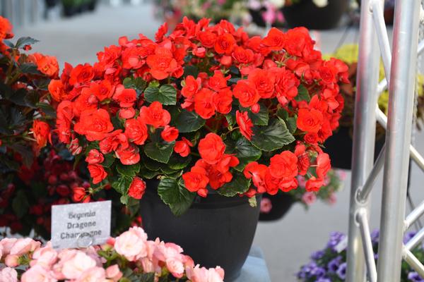 Begonia hiemalis 'Valentine Red'