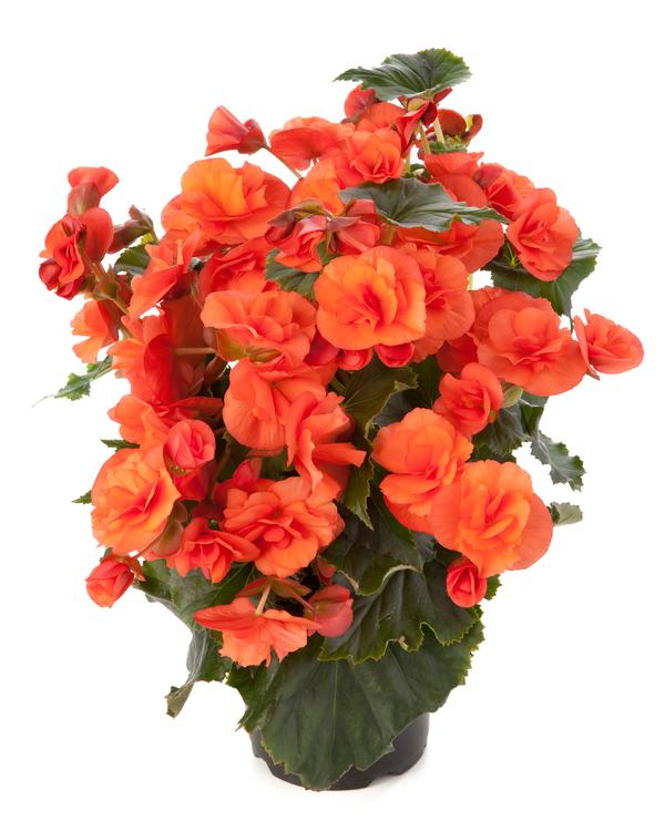 Begonia elatior 'Solenia Orange'