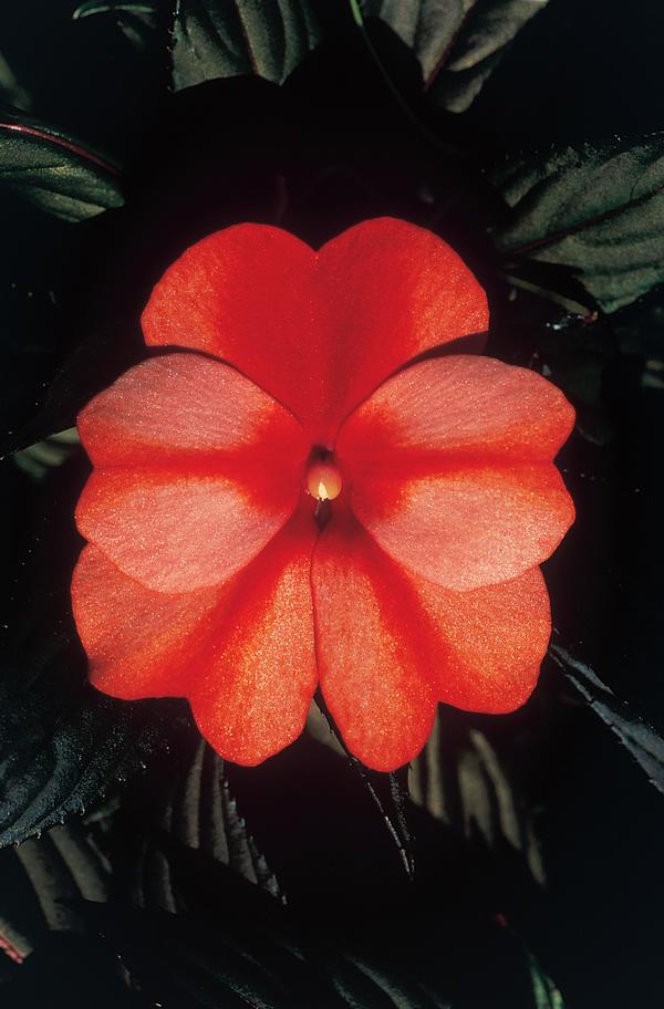 New Guinea impatiens hawkerii 'Color Power Orange Flame'