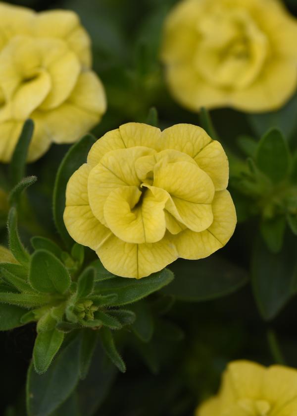 Calibrachoa hybrida 'Minifamous Uno Double Lemon'