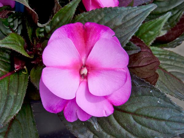 New Guinea impatiens hawkerii 'Color Power Orchid Flame'