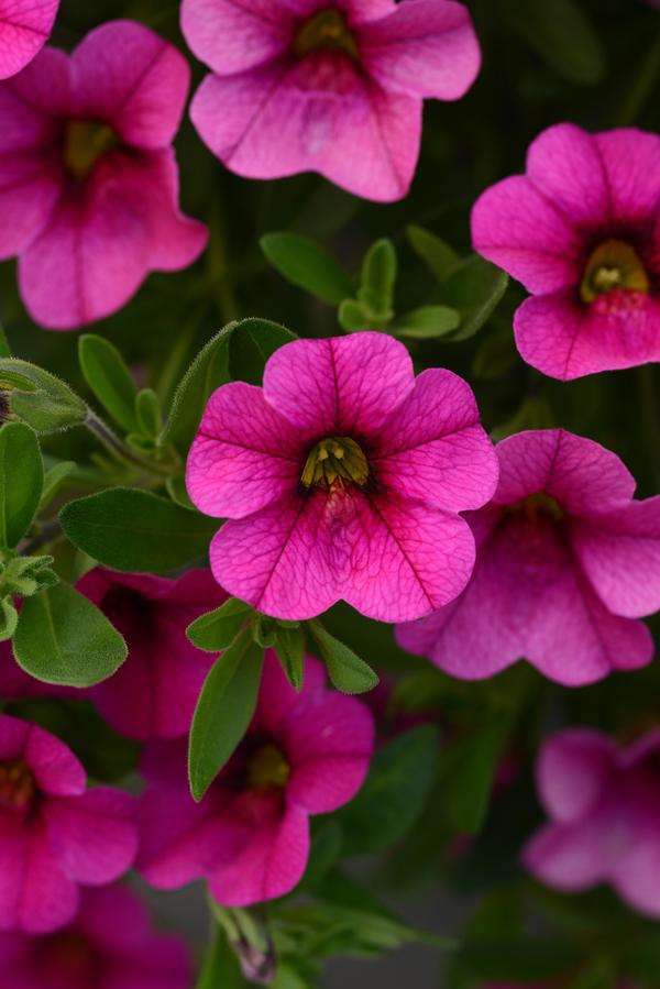 Calibrachoa hybrida 'Minifamous Neo Rose'