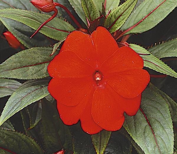New Guinea impatiens hawkerii Paradise Bright Red | Lucas Greenhouses