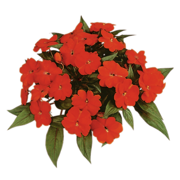 New Guinea impatiens hawkerii Paradise Bright Red | Lucas Greenhouses