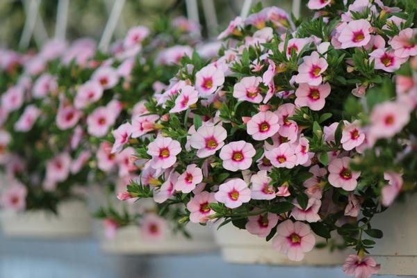 Calibrachoa hybrida 'Callie White with Rose Vein'