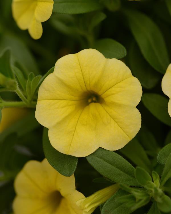 Calibrachoa hybrida 'Minifamous Neo Yellow'