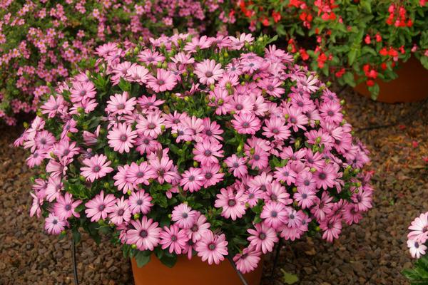 Osteospermum ecklonis 'Tradewinds Light Purple'