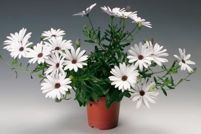 Osteospermum ecklonis 'Tradewinds Trailing White'